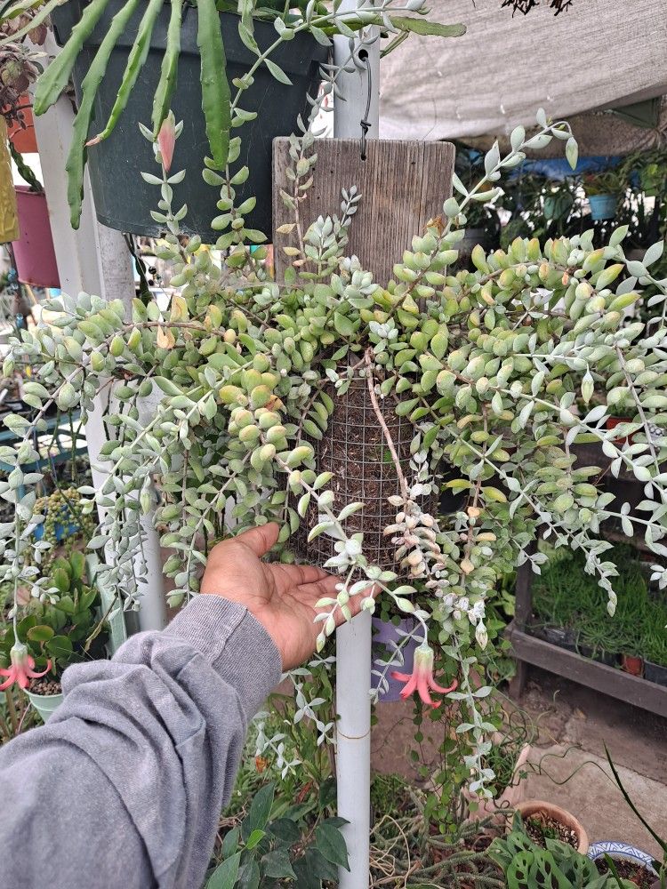 Succulent Cotyledon Pendens