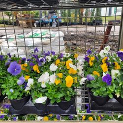Pansies  (Annual Plant)