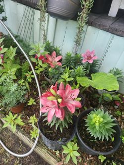 Tengo Muchas Plantas De Estas A Solo 8 Dollar