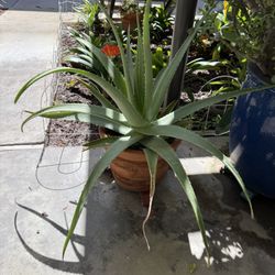 Mature Aloe Plant in 10” Decorative Clay Pot  