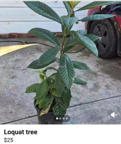 Loquat tree