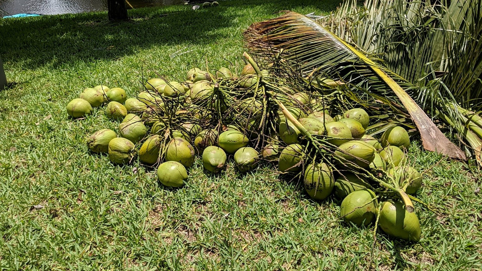 .50 Coconuts! Freshly cut 5/28/20