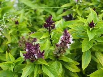 Thai Basil Seed Bombs | 10 Pack | Heat Loving Basil | Easy Grow Gift |