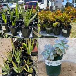 Plant Sale