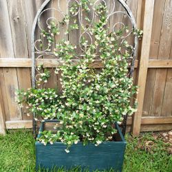Star Jasmine