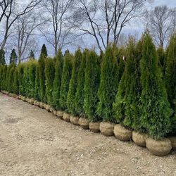 Privacy Tree Sale FREE DELIVERY! Emerald Green & Green Giants 