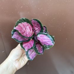 4” calathea rosy