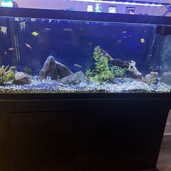 75 Gallon Rank