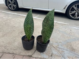 Whale fin snake plant 25$ each