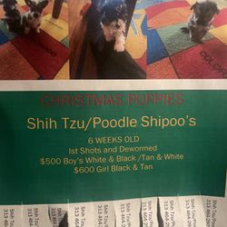 🐶 Ankle Biters/Best Friend 🥰🐶