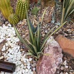 🌵 False Agave, Nevada Grown🌵