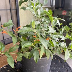  Wry Medicinal  Plant For Sale 