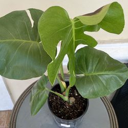 Monstera Deliciosa Swiss Cheese Plant Rooted In 6.5” Pot Tag # 90