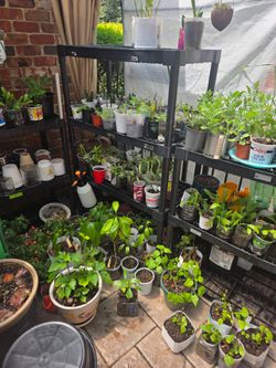 PLANTS FOR SALE