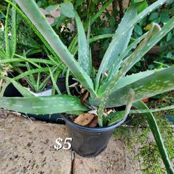 Alo Vera Plants.  From $3 To $5 Lago Vista Area. 