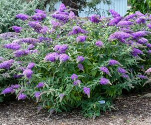 Butterfly Bush Seeds