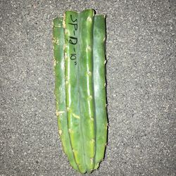San Pedro Cactus 