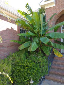 4 For $100 Banana Palms Enjoy Thru December And Spring!!!