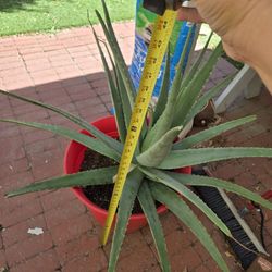 Aloe Plant In Red Plastic Pot.