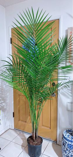 Healthy Indoor Palms