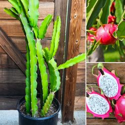 Rooted Dragon Fruit Plants (1-3' ft.)