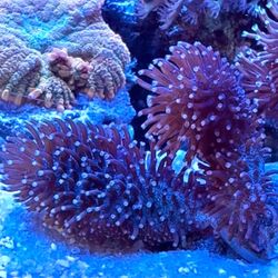 Fuzzy Leather Devils Hand Coral Purple Brown with Teal blue base Frag Saltwater Salt Water Aquarium Reef 