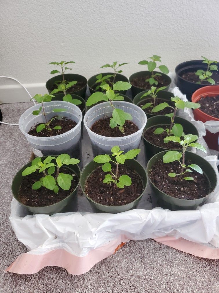 Tulsi Krisha Plant (holy Basil)