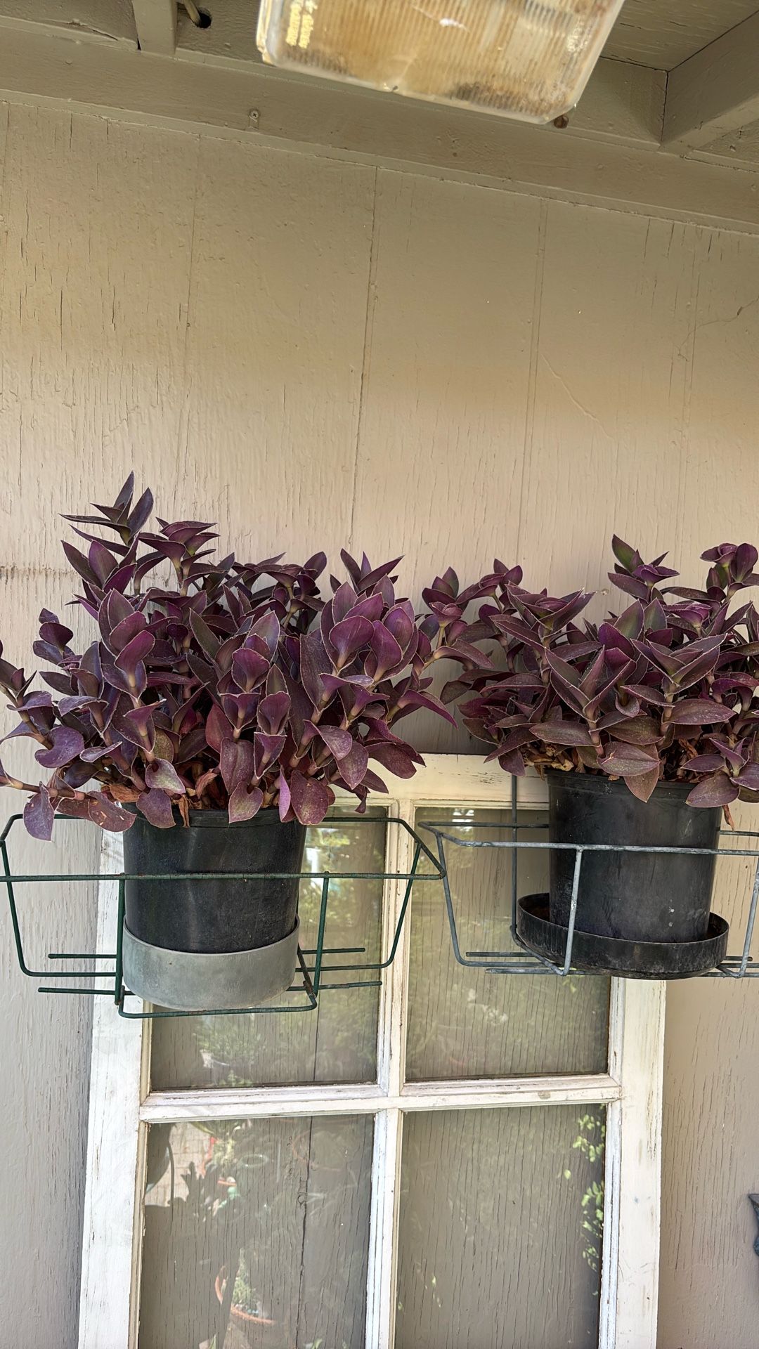 Tradescantia Plant