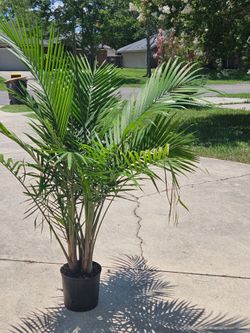 Majesty Palm over 5 feet tall