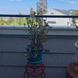 Potted Succulent Plant