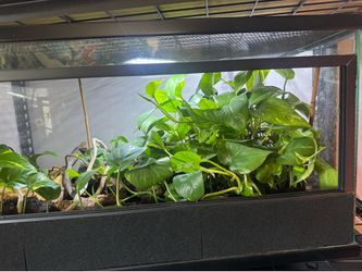 40gallon enclosure