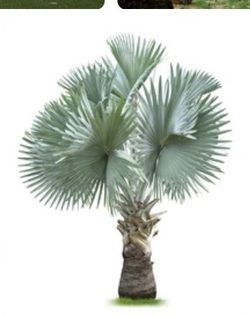 Bismarck Seeds And Palms