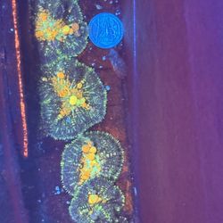 Fake Powerball Bounce Decor 