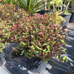 Dwarf Crown Of Thorns Plant 3gal 
