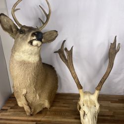 Deer Mount and Skull