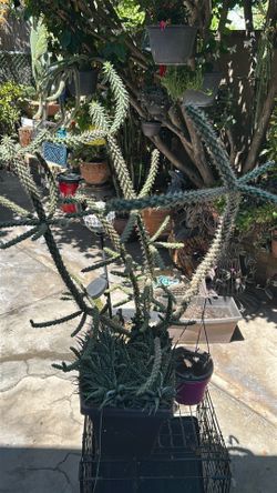 Cactus,  Cylindropuntia (Cholla Cactus)