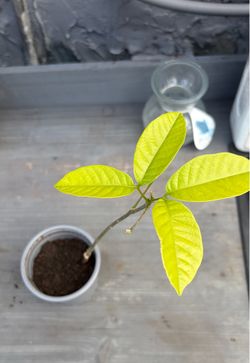 Ackee tree (1)