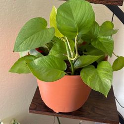Neon Pothos 