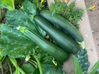 Fresh organic zucchini
