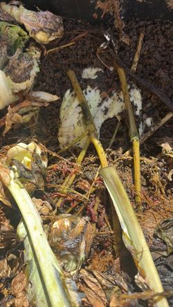 Red Wigglers Eisenia Fetida (1000 Worms )