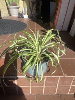 Spider house plant