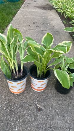 Hostas plants