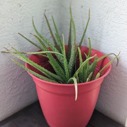 Aloe Vera Plant / Planta De Sabila