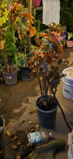 Planta