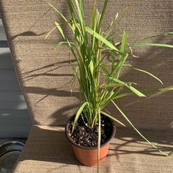 Medium Pot Of Crocosmia Flowering Bulb Plants W/ Red Orange Color Flowers, Perennial So Comes Back Each Year, Slow Spreading, Easy To Maintain 