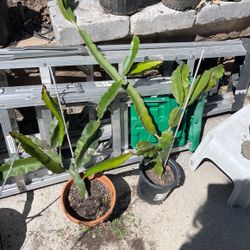 Dragon Fruit Plant