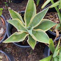 Agave