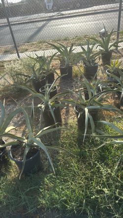 Octopus agave