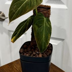 Variegated Philodendron Melanochrysum 