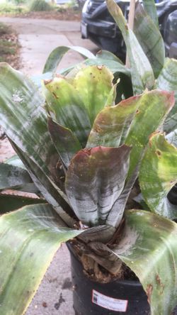 Huge Bromeliad In 5g Pot